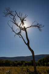Beautiful Savannah Landscape in center of Brazil.