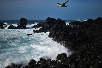Seagull flying while the waves break