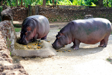 Hippopotamuses eating pumpkins in the Goiania Zoological Park, Brazil