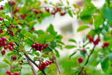 Small red ranette apples grow on a tree