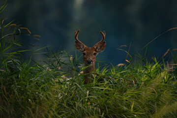 Deer in Tall Grass