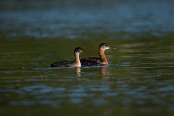Mother and Young, Loons 