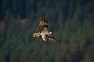 Osprey in Flight