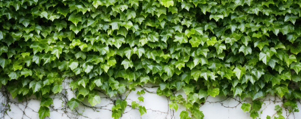 Fototapeta na wymiar Ivy-Covered White Wall