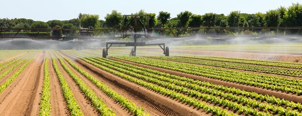 powerful automatic drip irrigation system to quench fresh green lettuce seedlings in sandy soil