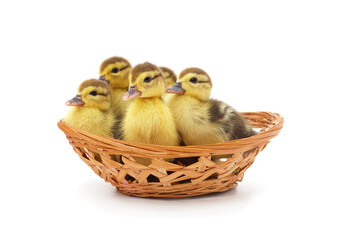 Little yellow ducklings in the basket.