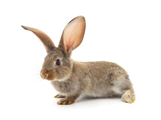 One brown rabbit.