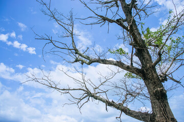 Dry tree in a beautiful nature background.twigs and sky.tree against the background of the sky