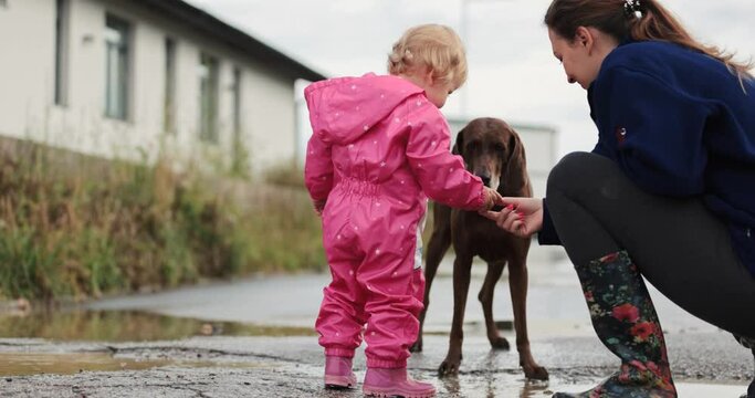 Small oneyear old baby girl  and mother playing in mud puddles after heavy rain. Jumping, throwing rocks and examine new . Wearing pink purple raincoat and Wellingtons. Riding a red bike, dogs around