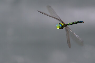 Dragonfly aeshna mixta in flight above the pond. Summer. Czech republic nature. Negative space for text.