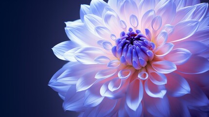 Illustration of a vibrant dahlia flower in close-up on purple background
