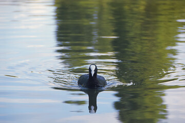 a coot in the lake 