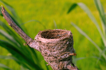 beautiful bird's nest on green background.Empty Bird's nest
