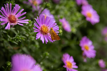 Moth on Asters