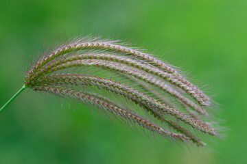 a close up of a grass plant with long, thin stems