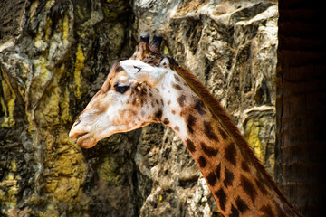 A tall giraffe in the zoo.The head of a giraffe in the zoo