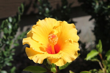 Hibiscus in bloom