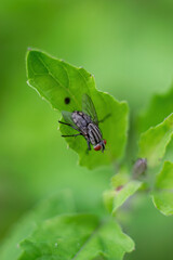 Fototapeta premium macro portrait of a fly on a leaf.one small black fly sits on a green leaf