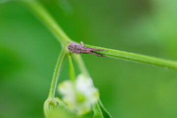 one small black fly sits on a green leaf
