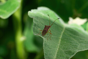 one small black fly sits on a green leaf