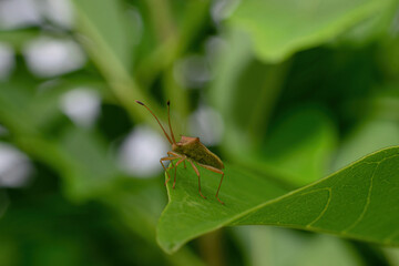 one small black fly sits on a green leaf