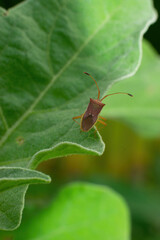 one small black fly sits on a green leaf