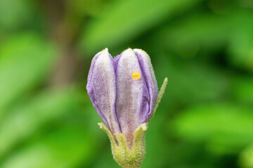 purple eggplant flower.a purple flower with yellow spots on it
