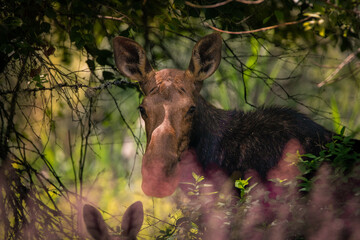 Mother and Baby Moose in Grass