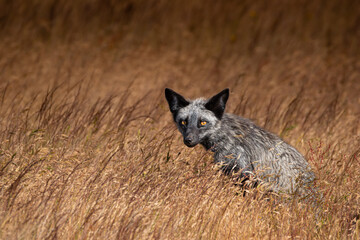Silver Fox in Field