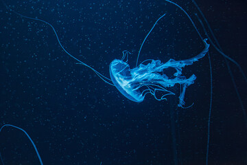 underwater photography of beautiful malaysian sea jellyfish chrysaora chinensis close up