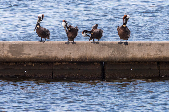 Four Brown Pelicans Preening