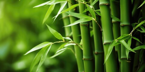 Bamboo plant background. Generative AI