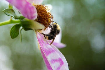 Bumble Bee on Dahlia