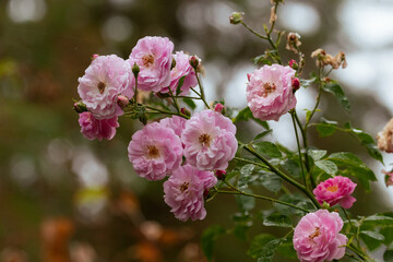 Roses in Summer Rain
