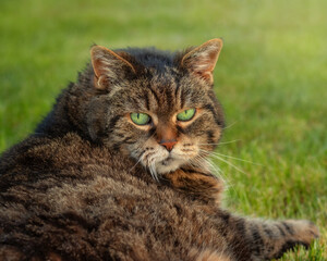 Naklejka na ściany i meble Tabby cat's green eyes match the color of the grass on which she is lying