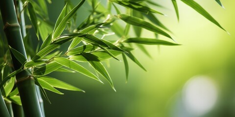 Fototapeta na wymiar Bamboo plant background. Generative AI