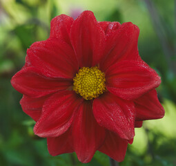 Beautiful close-up of a red dahlia