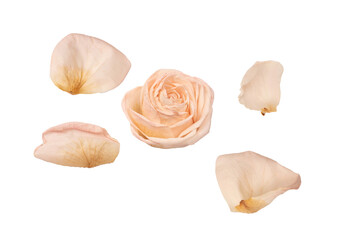 Dry pink rose isolated on a white background.