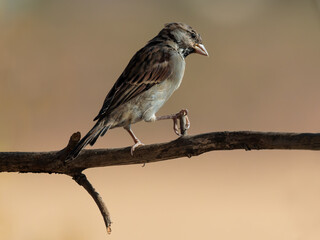 House Sparrow (Passer domesticus).