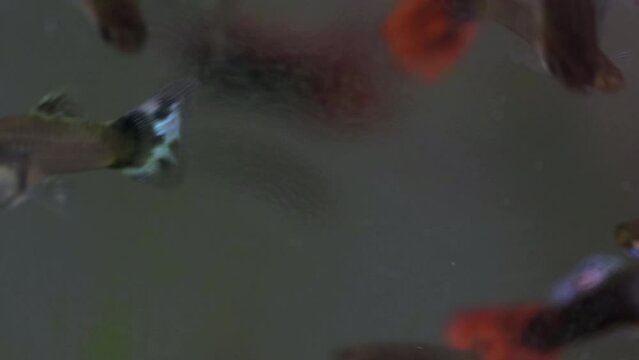 Guppy fishes in home fish tank, macro close up. Home hobby. Poecilia reticulate is freshwater fish, peaceful community fish.