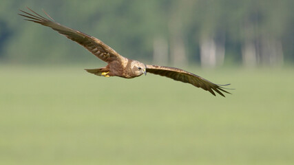 Bird of prey in flight, western marsh harrier flying