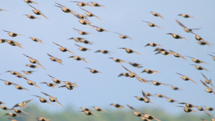 Large flock of birds in flight, common starling flying in sky