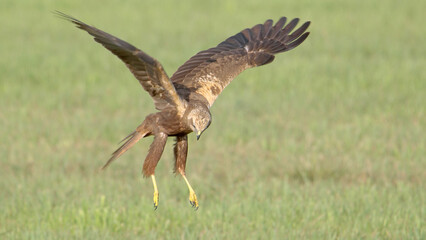 Bird of prey in flight, western marsh harrier flying - obrazy, fototapety, plakaty