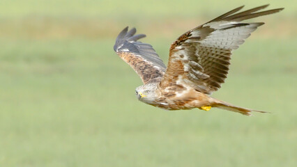 Red kite bird of prey in flight 