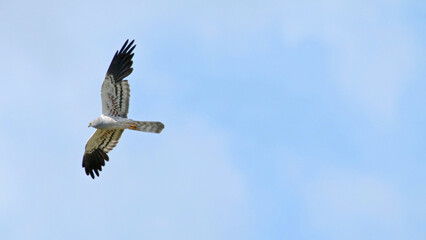 Montagu's harrier bird of prey in flight, bird flying in blue sky Circus pygargus