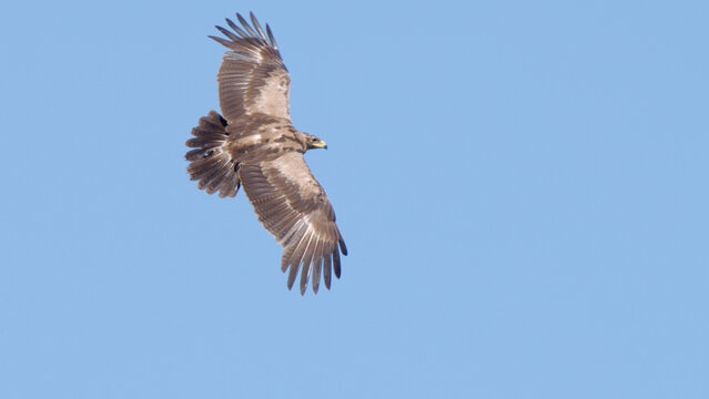 Lesser spotted eagle bird of prey in flight, bird fly in blue sky Aquila pomarina
