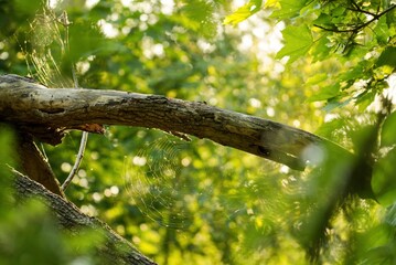 Naturaufnahme im Wald