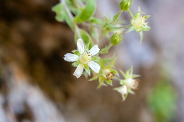 Short stemmed cinquefoil, Potentilla caulescens