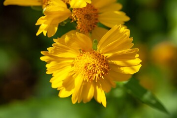 Golden crownbeard, Verbesina encelioides