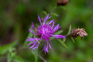 Tyrol knapweed, Centaurea nigrescens